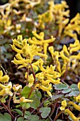 CORYDALIS CANARY FEATHER