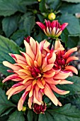 DAHLIA ART DECO