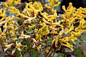 CORYDALIS CANARY FEATHERS