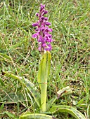 ORCHIS MASCULA (EARLY PURPLE ORCHID)