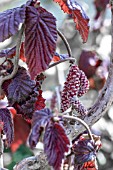 CORYLUS AVELLANA RED MAJESTIC