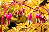 DICENTRA GOLD HEART