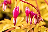 DICENTRA GOLD HEART