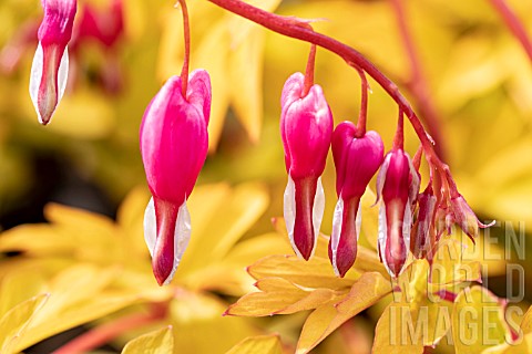 DICENTRA_GOLD_HEART