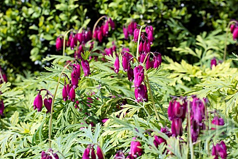 DICENTRA_LUXURIANT