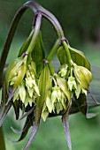 DISPORUM LONGISTYLUM GREEN GIANT