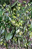 DISPORUM LONGISTYLUM GREEN GIANT