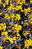 ERYSIMUM WALBERTONS FRAGRANT STAR (WALFRASTAR) & WALBERTONS FRAGRANT SUNSHINE (WALFRASUN)