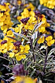 ERYSIMUM WALBERTONS FRAGRANT STAR (WALFRASTAR)