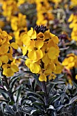 ERYSIMUM WALBERTONS FRAGRANT SUNSHINE (WALFRASUN)