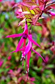 FUCHSIA GLAZIOVIANA