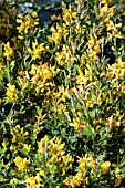 GENISTA PORLOCK