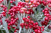 HELICHRYSUM RUBY CLUSTER (BLORUB)