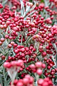 HELICHRYSUM RUBY CLUSTER (BLORUB)