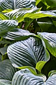 HOSTA SUM & SUBSTANCE