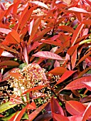 PHOTINIA X FRASERI RED ROBIN