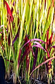 IMPERATA CYLINDRICA RED BARON