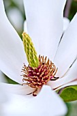 MAGNOLIA SALICIFOLIA