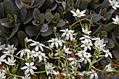 ORNITHOGALUM UMBELLATUM & SEDUM MATRONA AGM