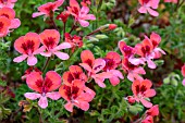 PELARGONIUM BERNICE LADROOT
