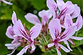 PELARGONIUM GRACE THOMAS