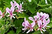 PELARGONIUM GRACE THOMAS