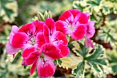 PELARGONIUM PHYLLIS VARIEGATED