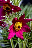 PULSATILLA VULGARIS RODE KLOKKE