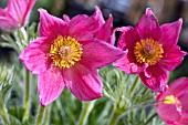 PULSATILLA VULGARIS ROSEN KLOKKE