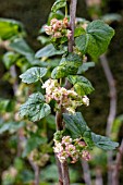 RIBES NIGRUM EBONY