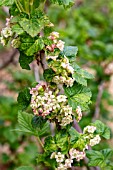 RIBES NIGRUM EBONY