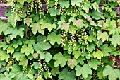 RIBES RUBRUM REDSTART