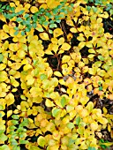 BERBERIS THUNBERGII