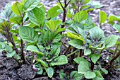 SOLANUM TUBEROSUM RED DUKE OF YORK