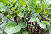 SOLANUM TUBEROSUM RED DUKE OF YORK