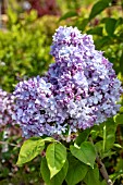 SYRINGA VULGARIS KATHERINE HAVEMEYER