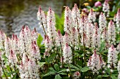 TIARELLA SPRING SYMPHONY