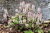 TIARELLA SPRING SYMPHONY