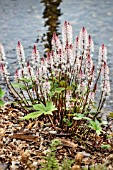 TIARELLA SPRING SYMPHONY