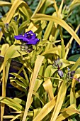 TRADESCANTIA ANDERSONIANA SWEET KATE