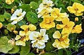 TROPAEOLUM MAJUS DOUBLE DELIGHT CREAM