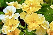 TROPAEOLUM MAJUS DOUBLE DELIGHT CREAM