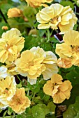 TROPAEOLUM MAJUS DOUBLE DELIGHT CREAM