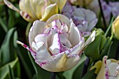 TULIPA SHIRLEY DOUBLE