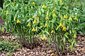 UVULARIA GRANDIFLORA