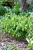 UVULARIA GRANDIFLORA