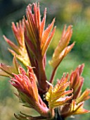 RHUS TYPHINA (SATGS HORN SUMACH)