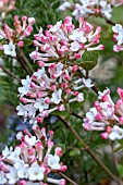 VIBURNUM CARLESII