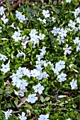 VINCA MINOR GERTRUDE JEKYLL