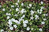 VINCA MINOR GERTRUDE JEKYLL